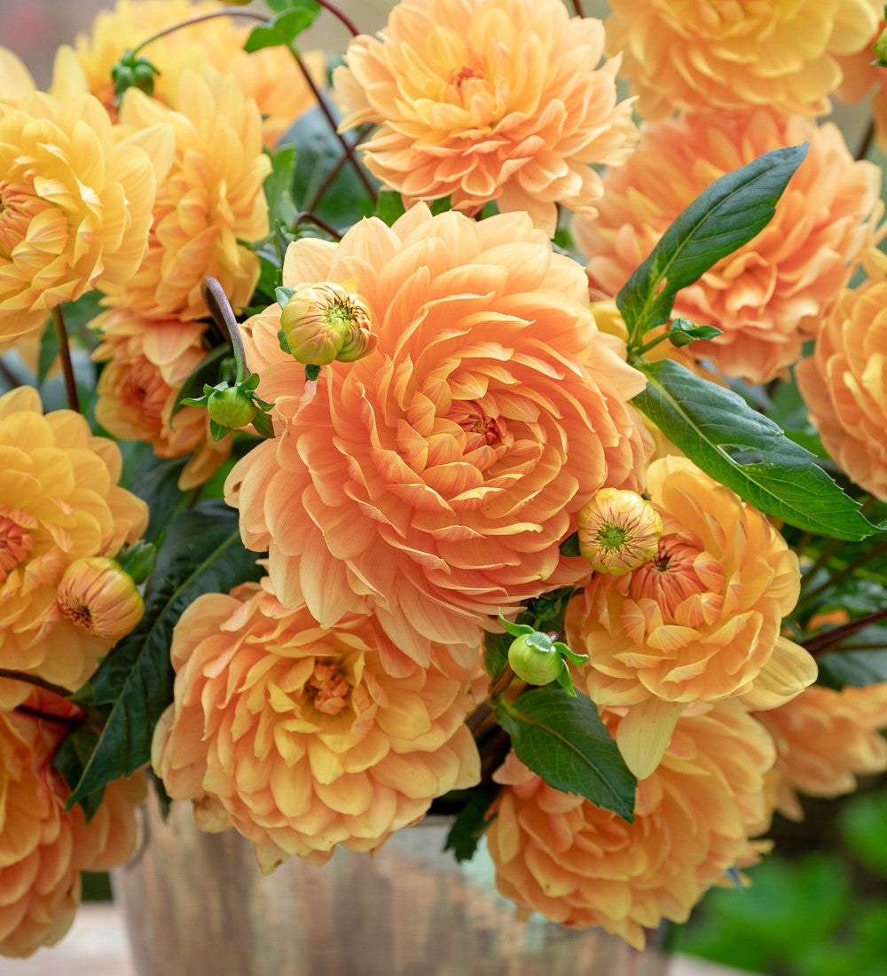 A World of Dahlias Collection
