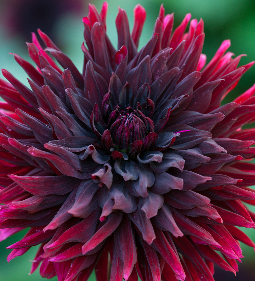 A World of Dahlias Collection