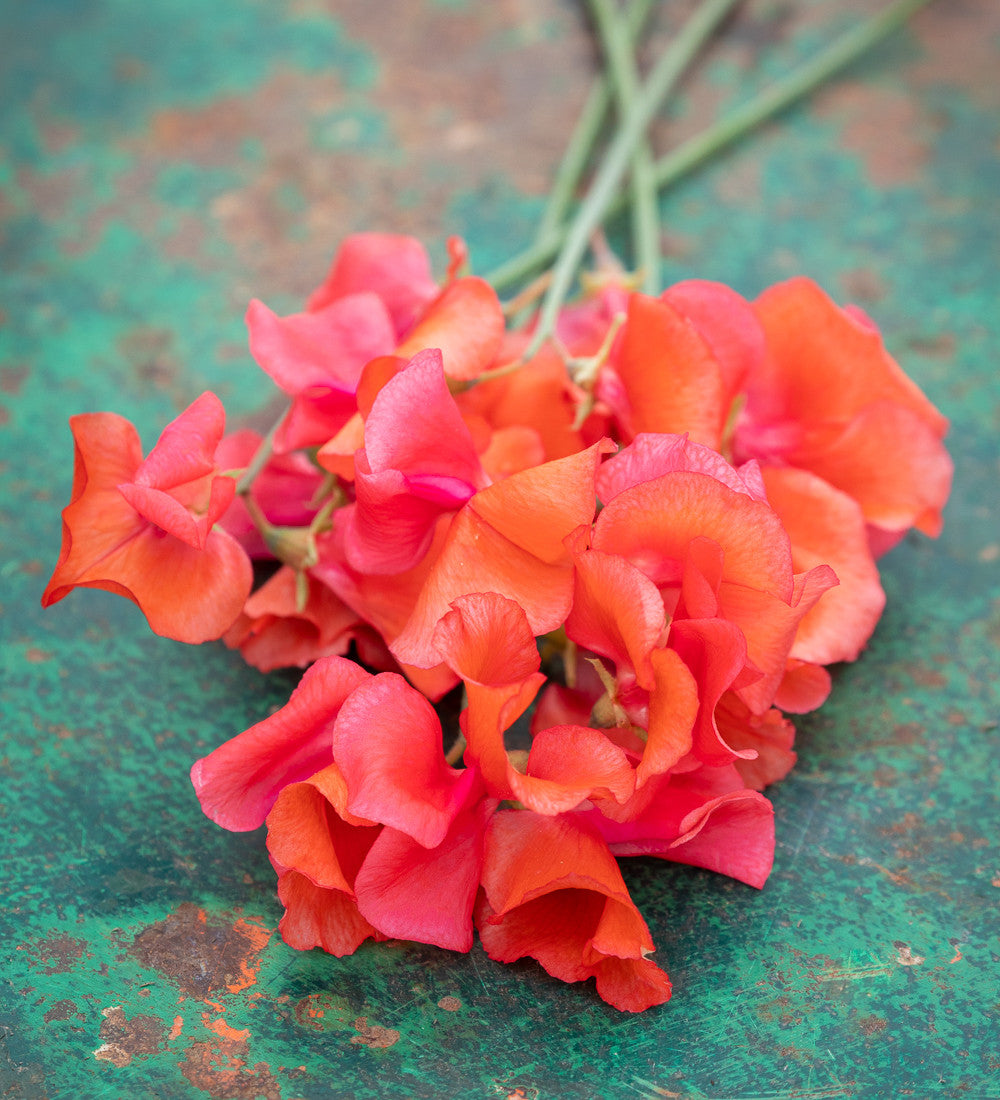 Brilliant Buckets Sweet Pea Collection