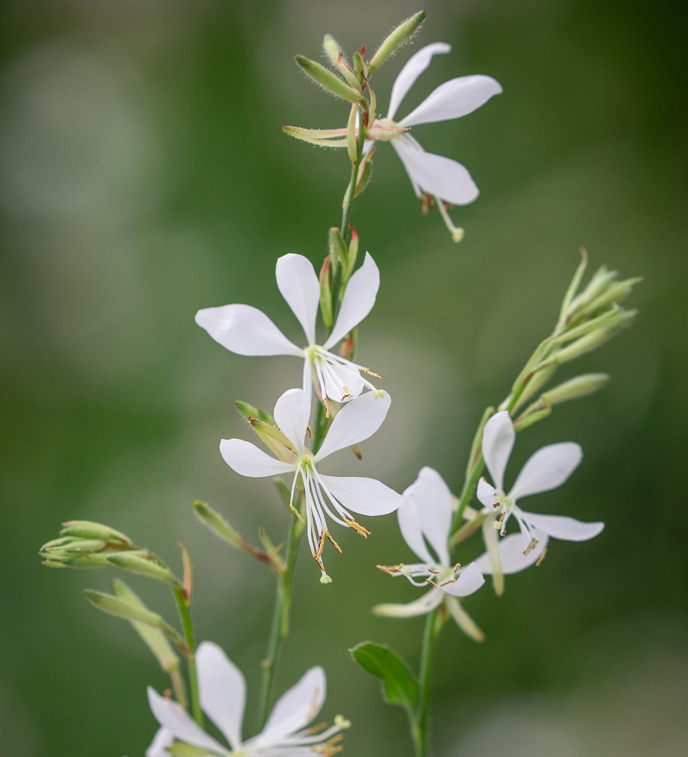 Gaura Collection for Pots