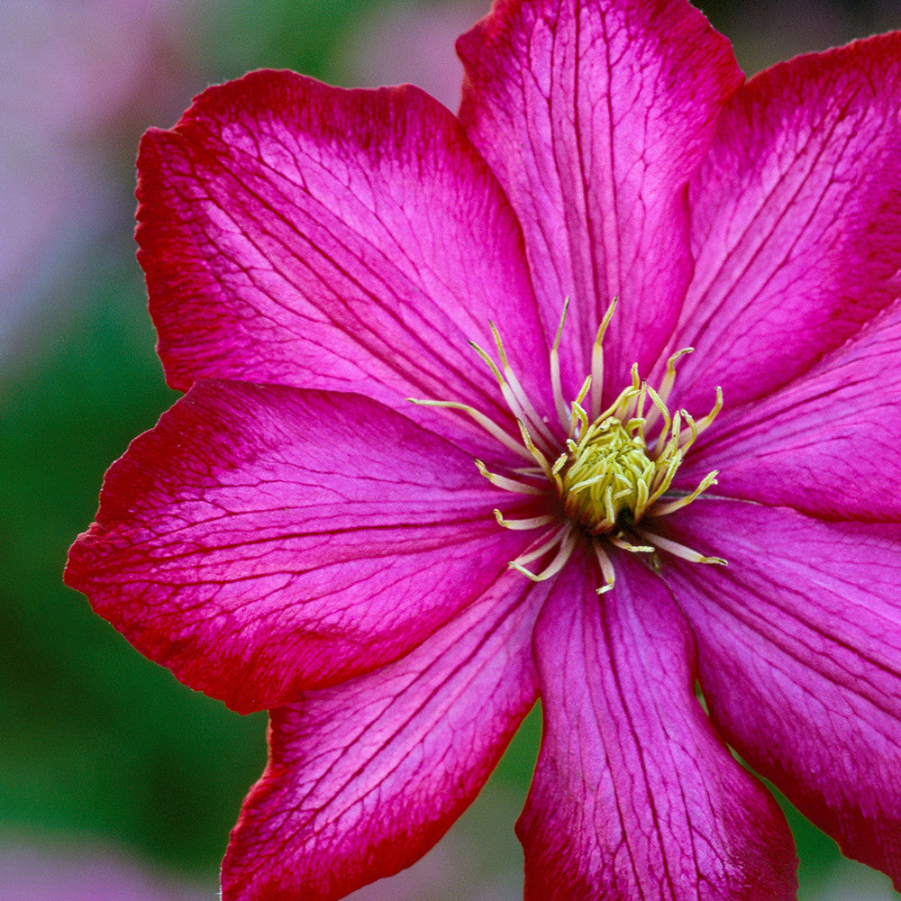 Clematis 'Ville de Lyon'