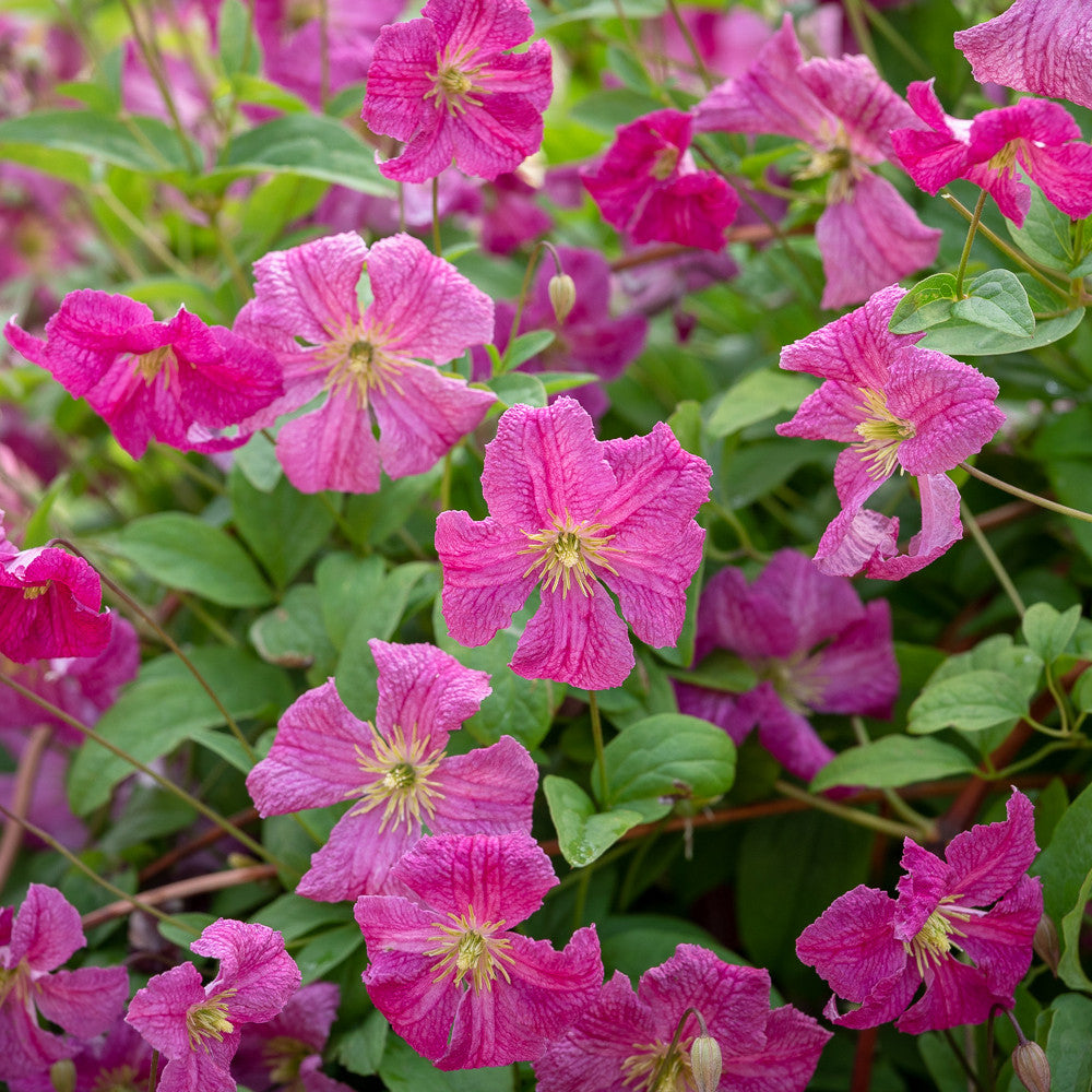 Clematis viticella 'Abundance'