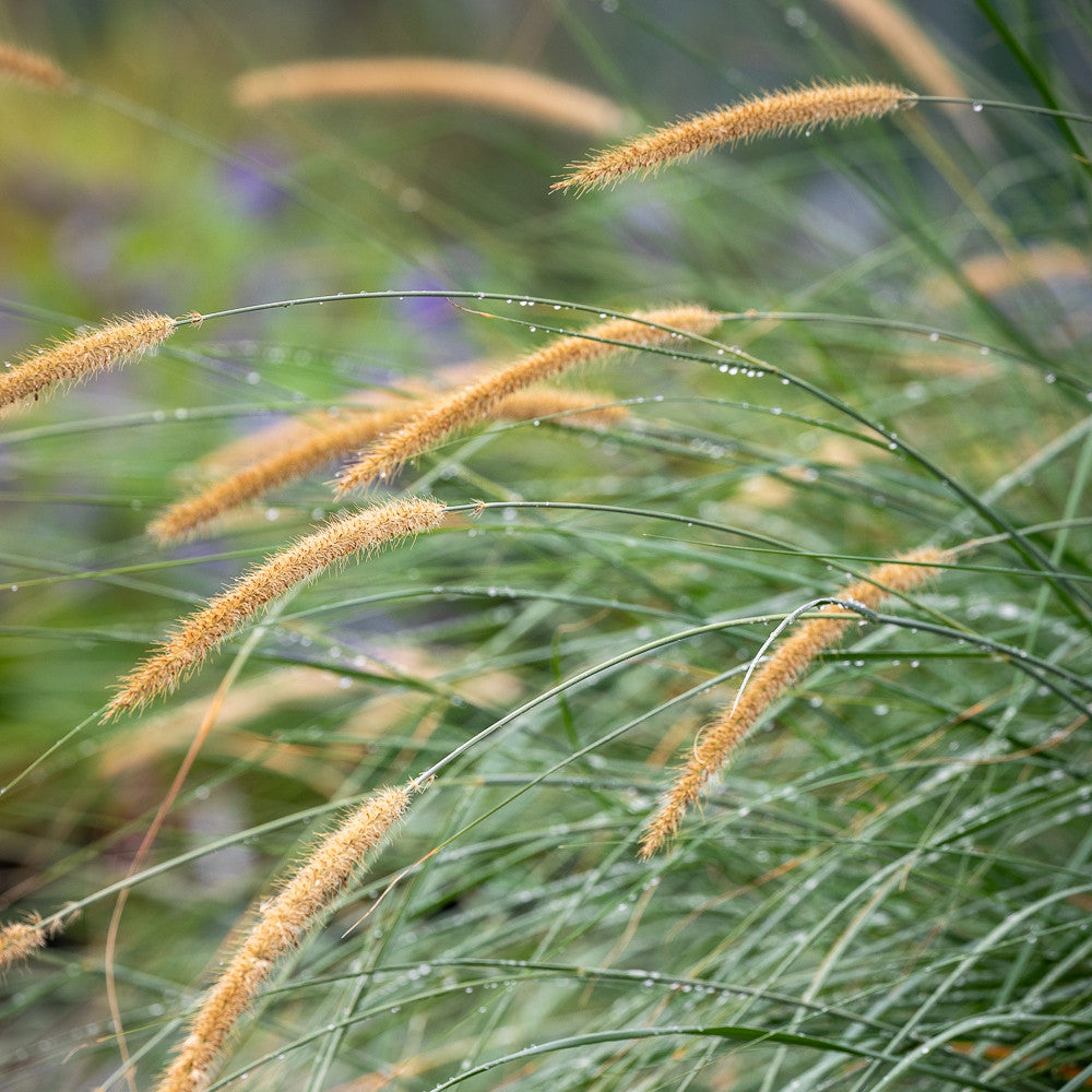 Pennisetum macrourum