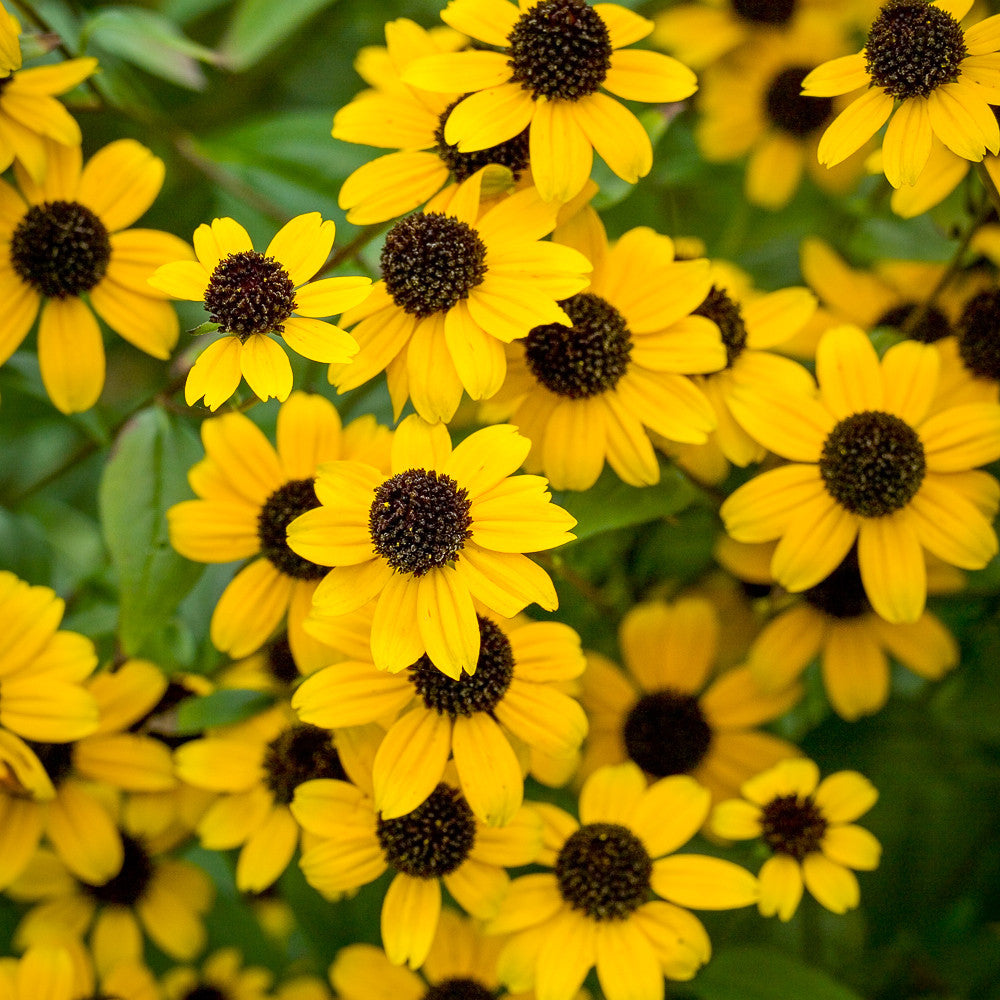 Rudbeckia triloba
