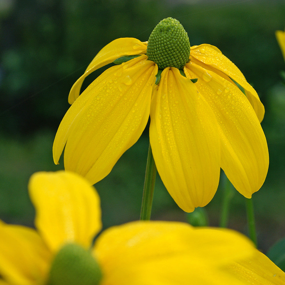Rudbeckia laciniata 'Herbstsonne'