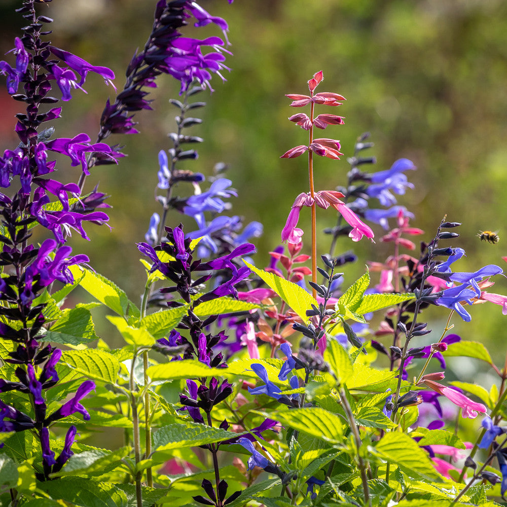 Pop-goes-the Salvias Collection