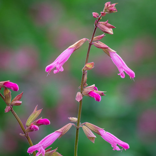 Salvia 'Kisses & Wishes'
