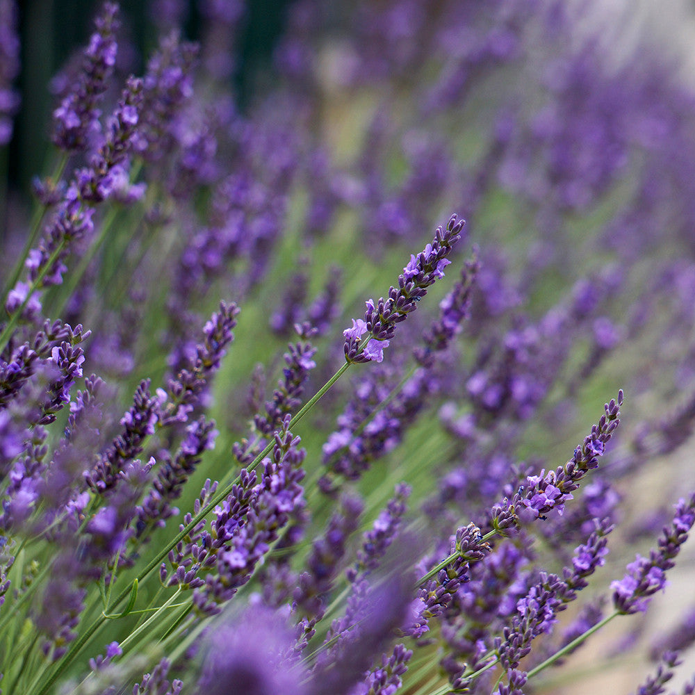 Lavandula x intermedia 'Phenomenal'