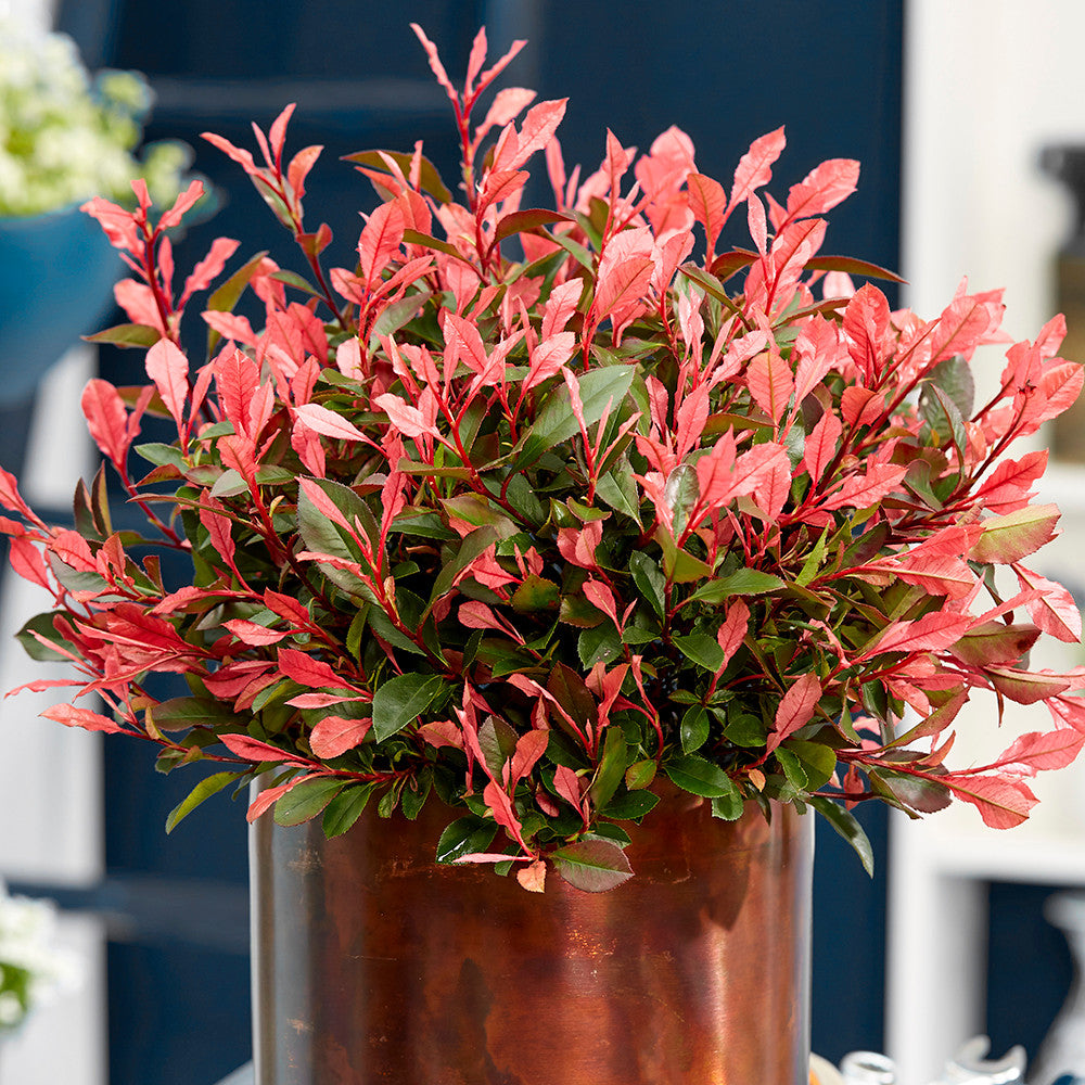 Photinia x fraseri 'Little Fenna'