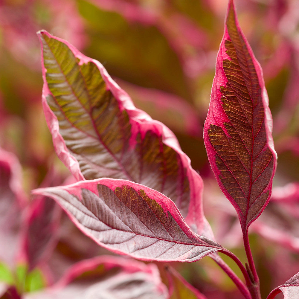 Cornus alba 'Miracle'