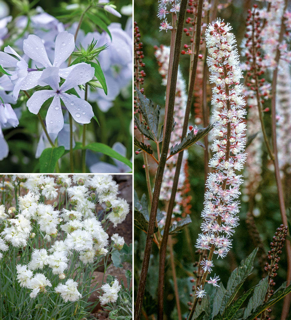 The Scented Border Collection
