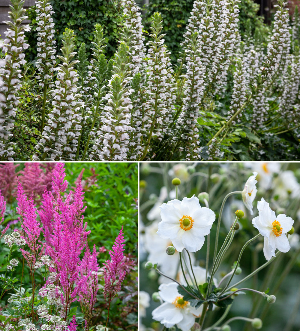 Plants for a Damp Border Collection