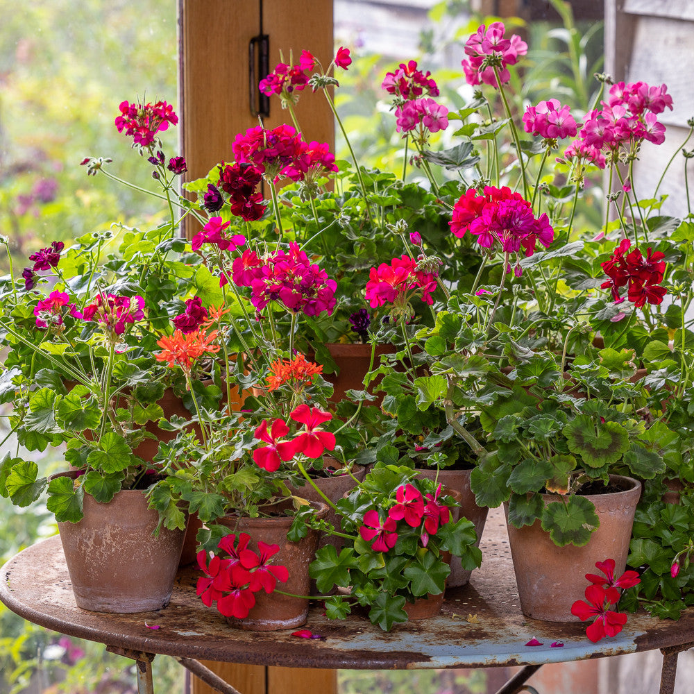 Country House Pelargonium Collection