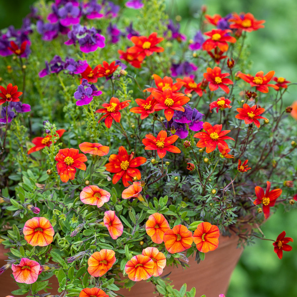 Buy Living Table Centre Container Collection | Bidens, Calibrachoa ...