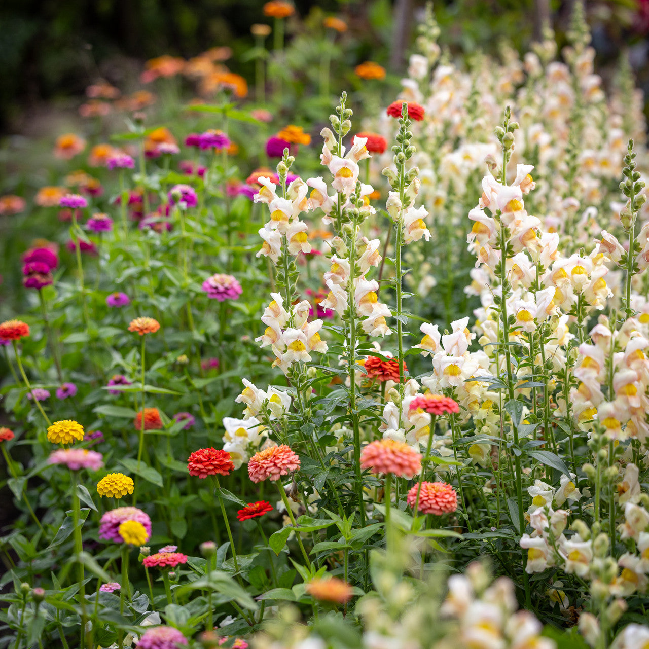 Antirrhinum majus 'Costa Apricot' F1