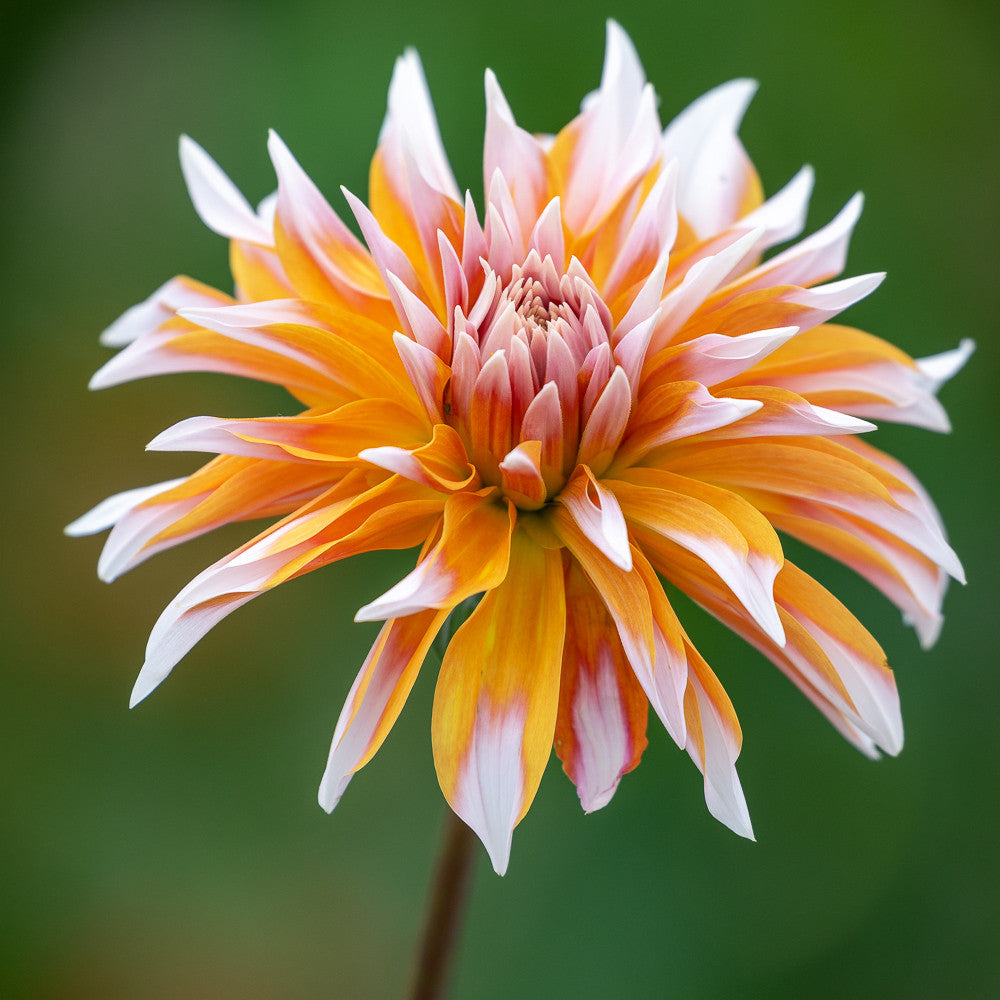Dahlia 'Orange & Snow'