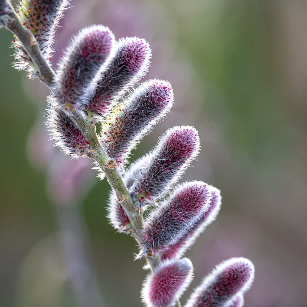 Salix gracilistyla 'Mount Aso'