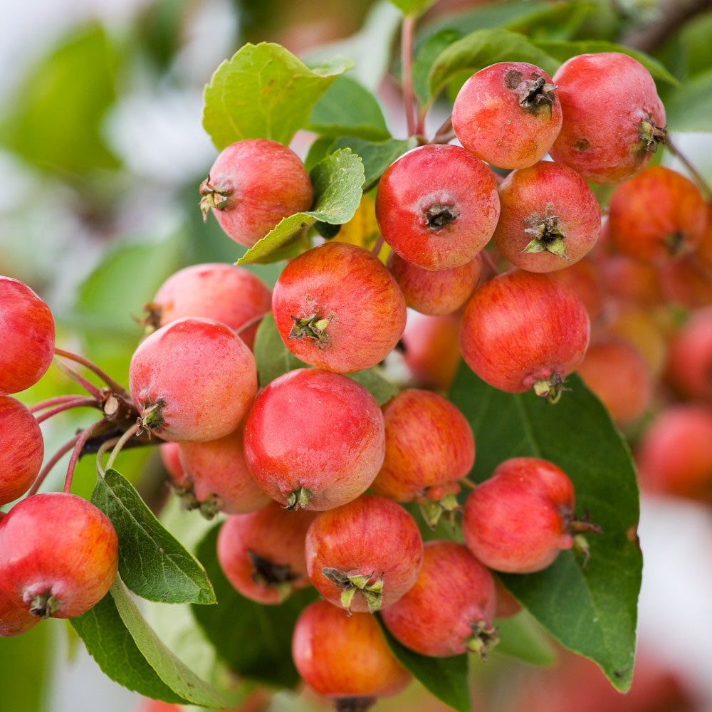 Crabapple