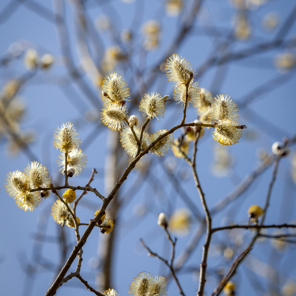 Goat Willow Hedging