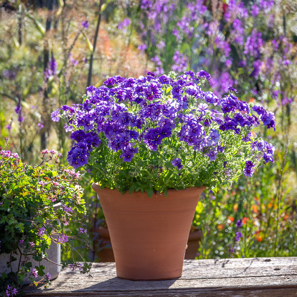 Phlox drummondii '21st Century Blue' F1