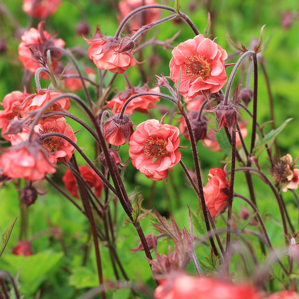 Geum 'Flames of Passion'