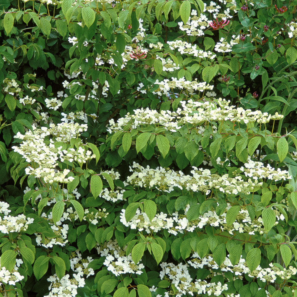 Viburnum plicatum f. tomentosum 'Kilimanjaro Sunrise'