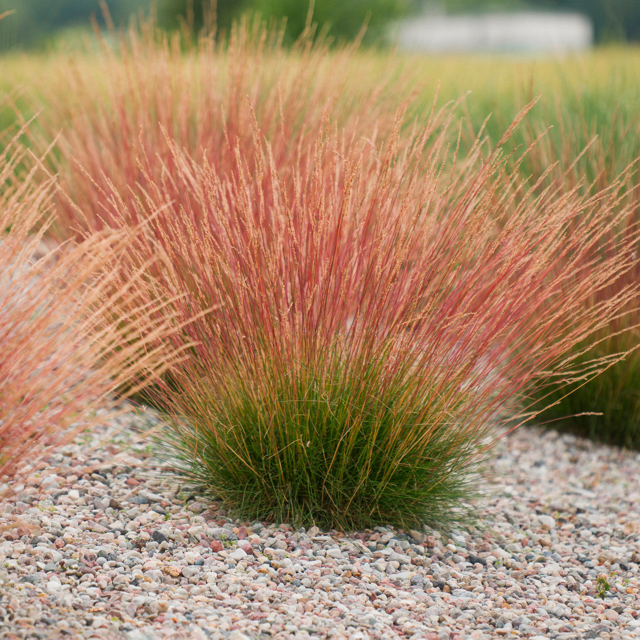 Festuca glauca 'Sunrise'