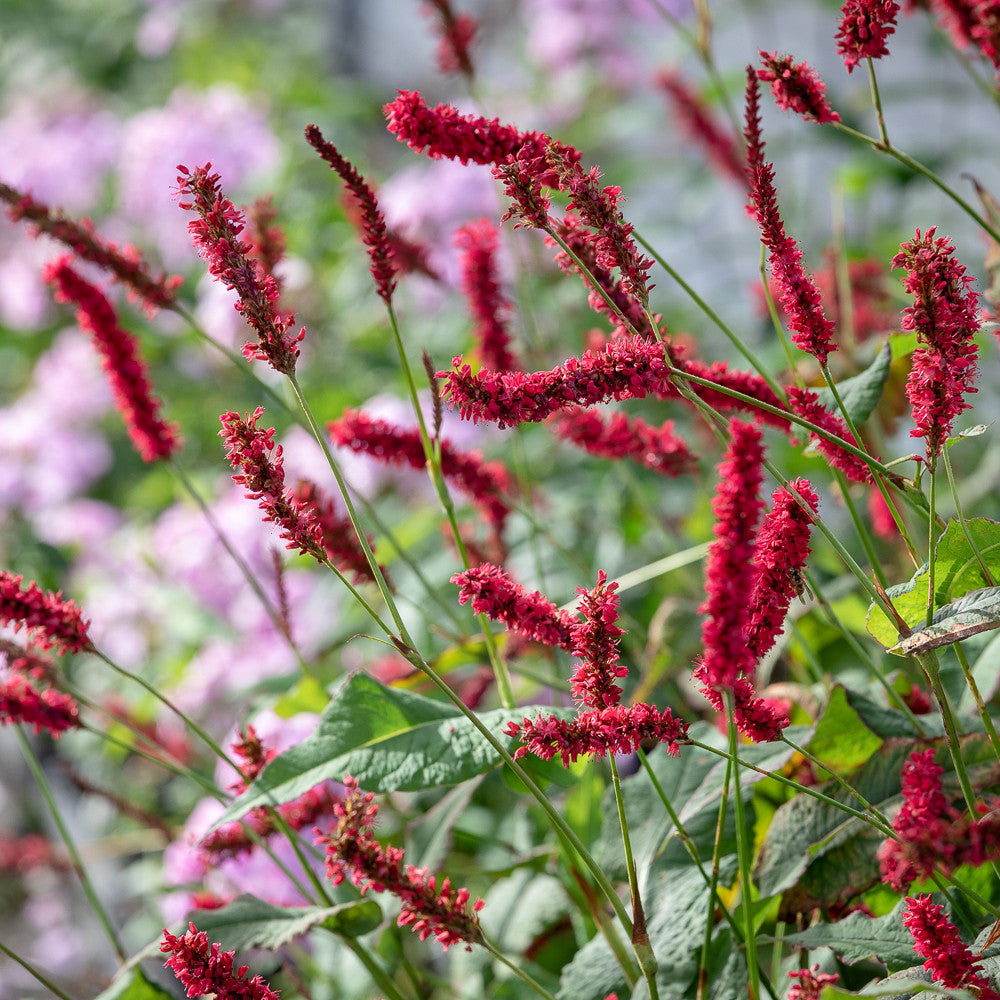 Bistorta amplexicaulis 'Fat Domino' (syn. Persicaria)