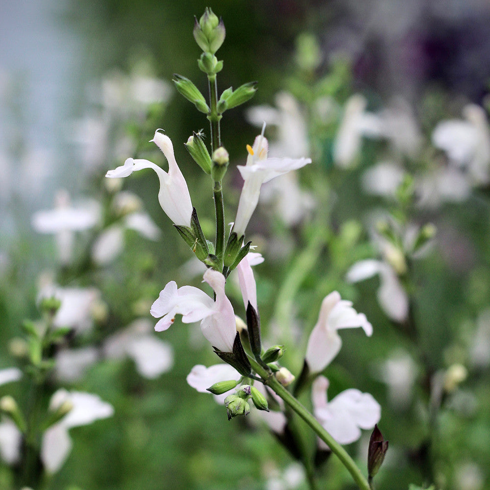 Salvia 'Cream Soda'