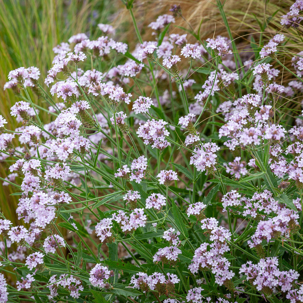 Verbena rigida f. lilacina 'Polaris'
