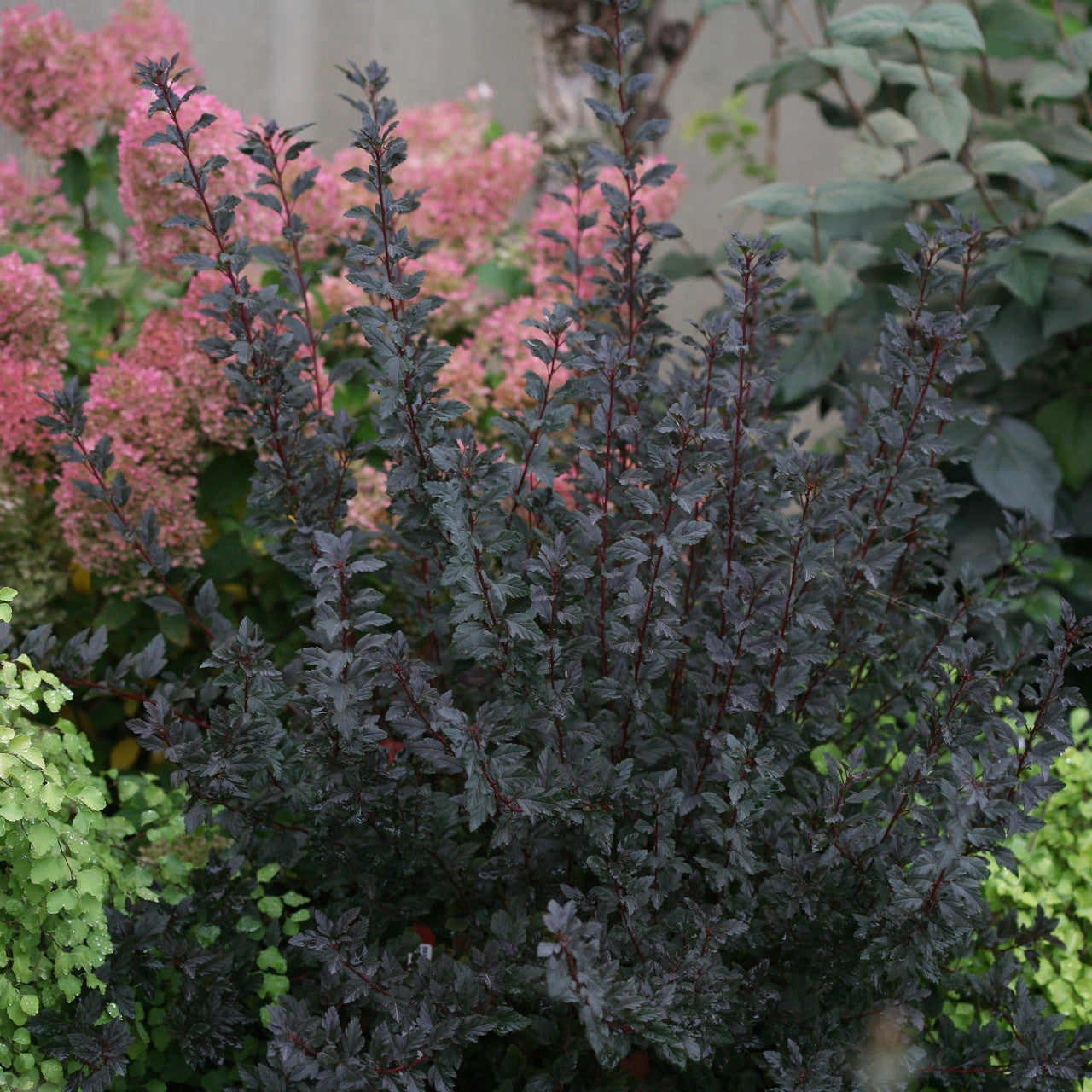 Physocarpus opulifolius 'Tiny Wine'