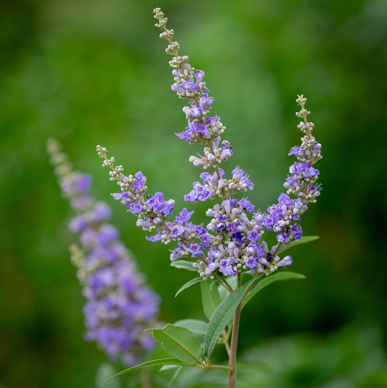 Vitex agnus castus x rotundifolia 'Daniel Searle'