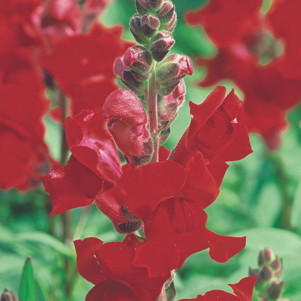 Antirrhinum 'Liberty Crimson' F1