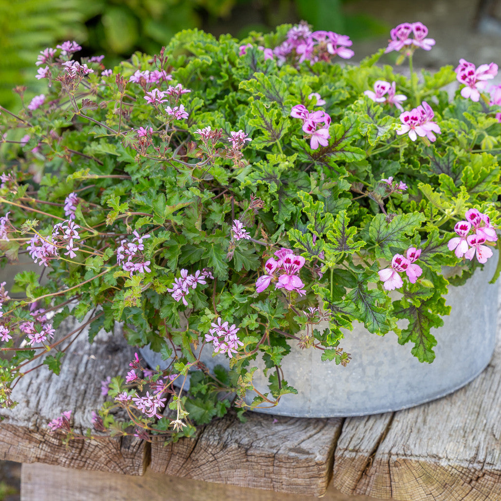 All Summer & Autumn Living-Table-Centre Pelargonium Collection | Sarah ...