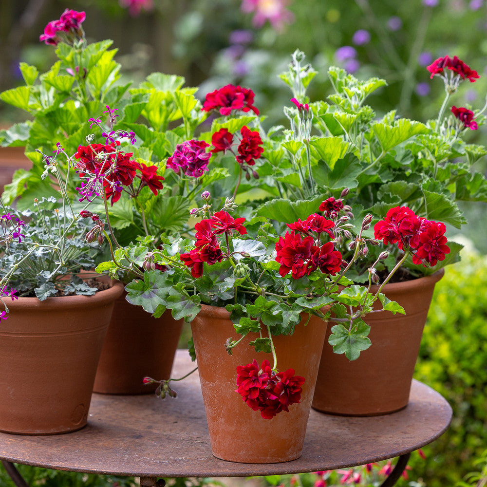 Flowers of Velvet Pelargonium Collection | Sarah Raven