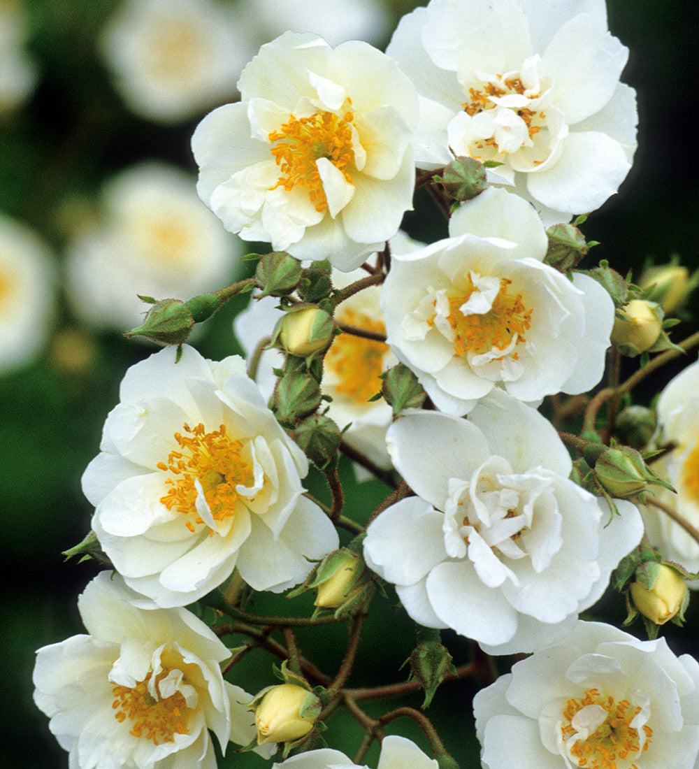 Rosa 'Rambling Rector' (Rambler)