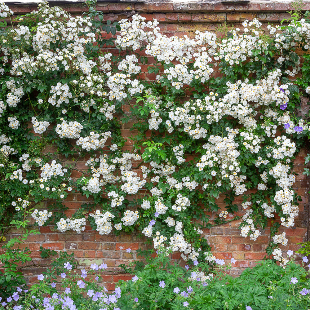 Rosa 'Rambling Rector' (Rambler)