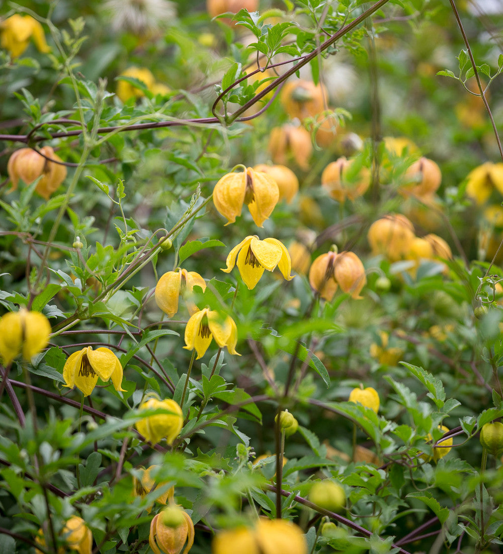 Clematis tangutica 'Bill Mackenzie'