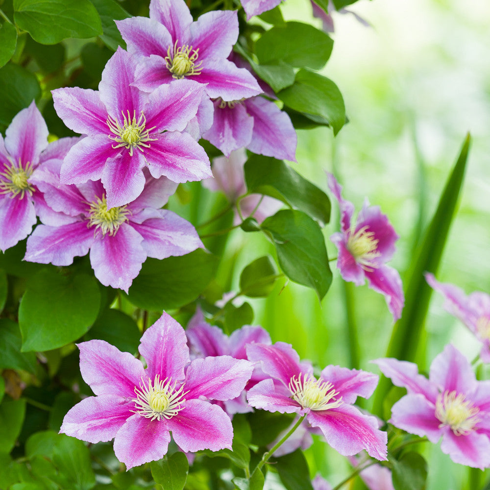 Clematis 'Piilu'