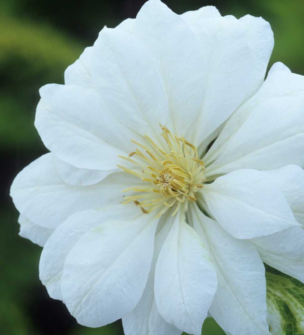 Clematis 'Duchess of Edinburgh'