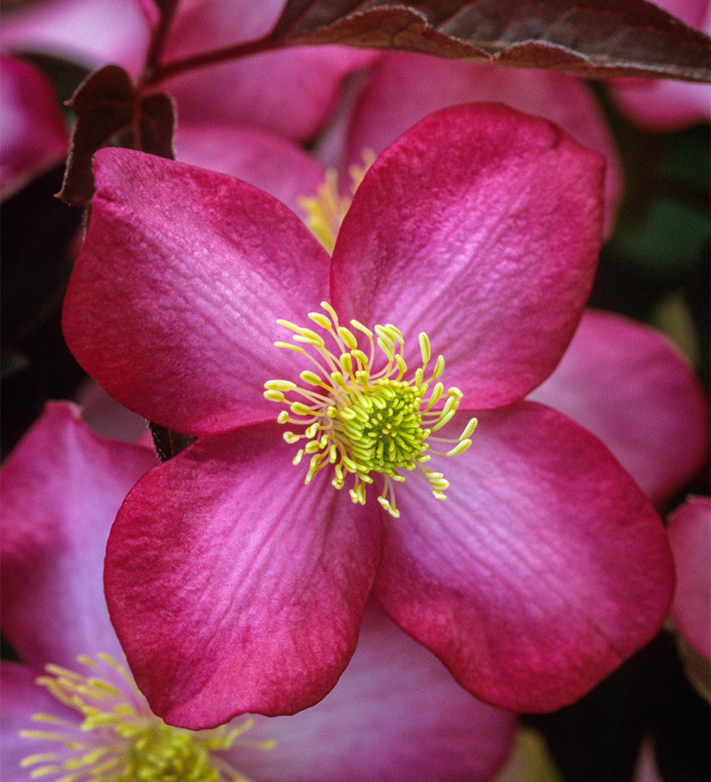 Clematis montana 'Freda'
