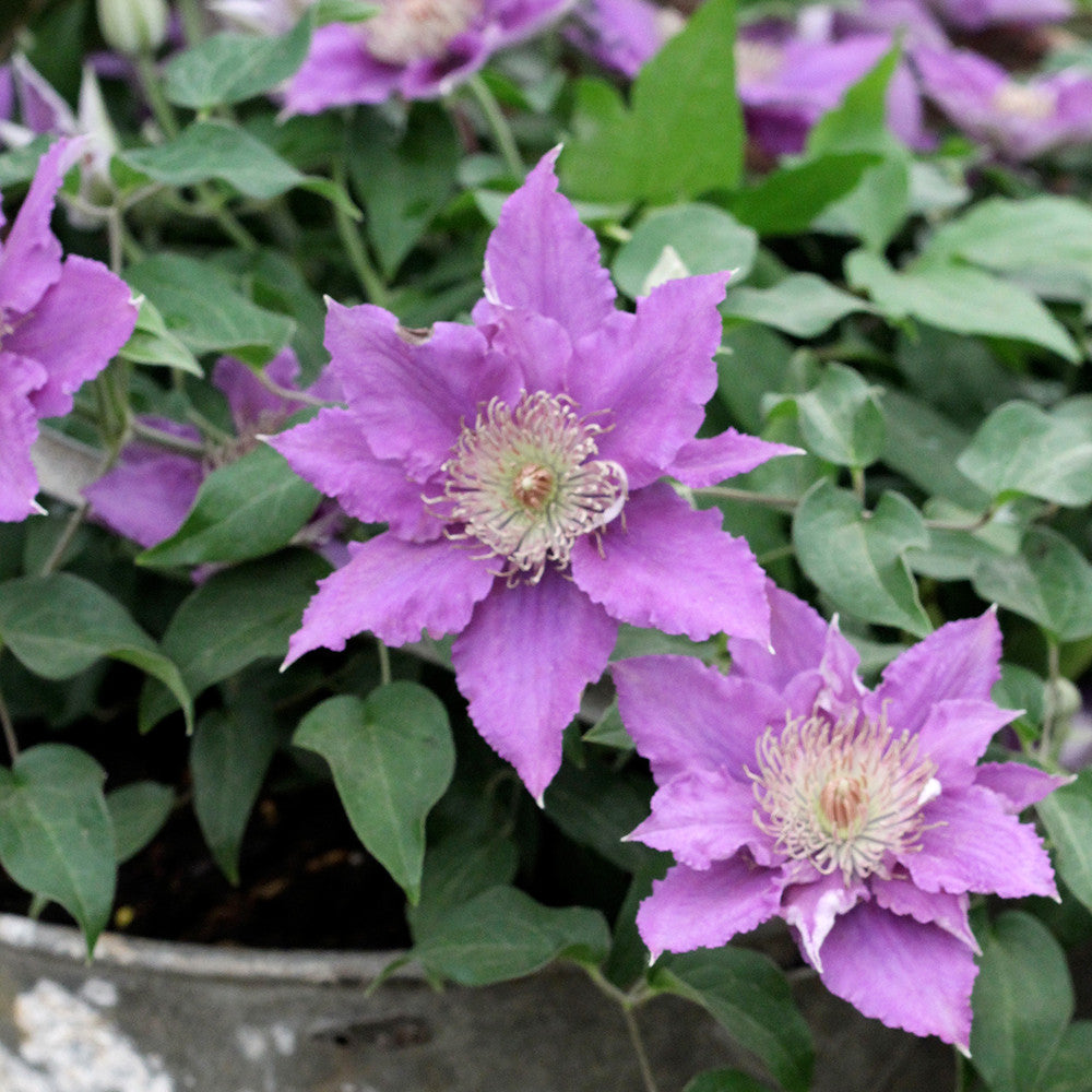Clematis 'Bijou' (Tudor Patio Collection)