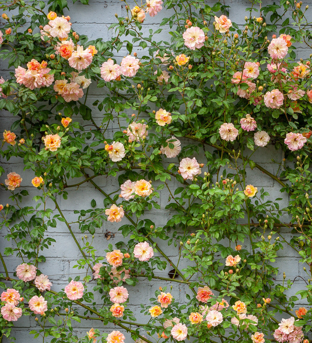 Rosa 'Phyllis Bide'