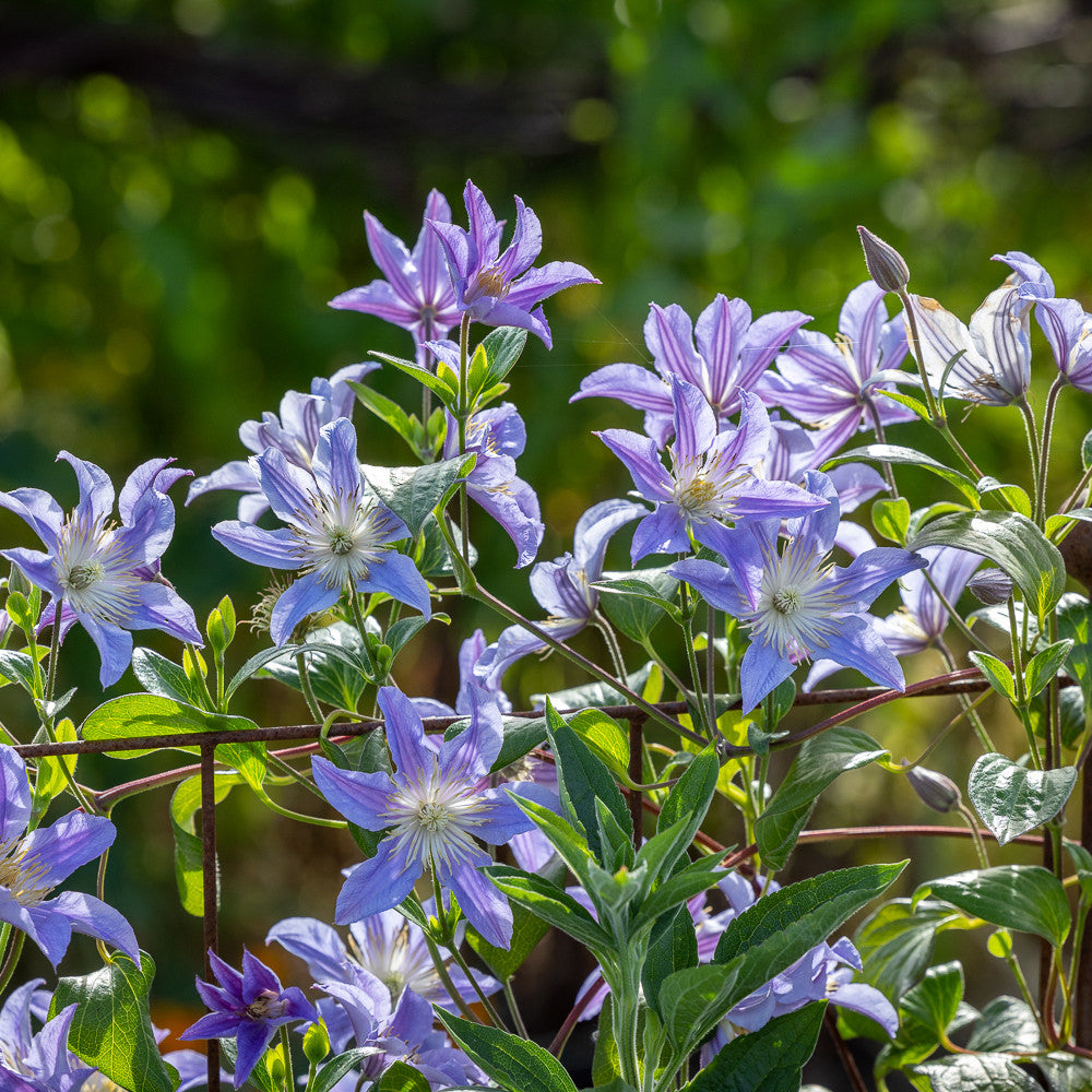 Clematis 'Blue River'