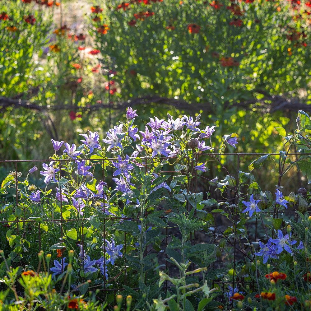 Clematis 'Blue River'