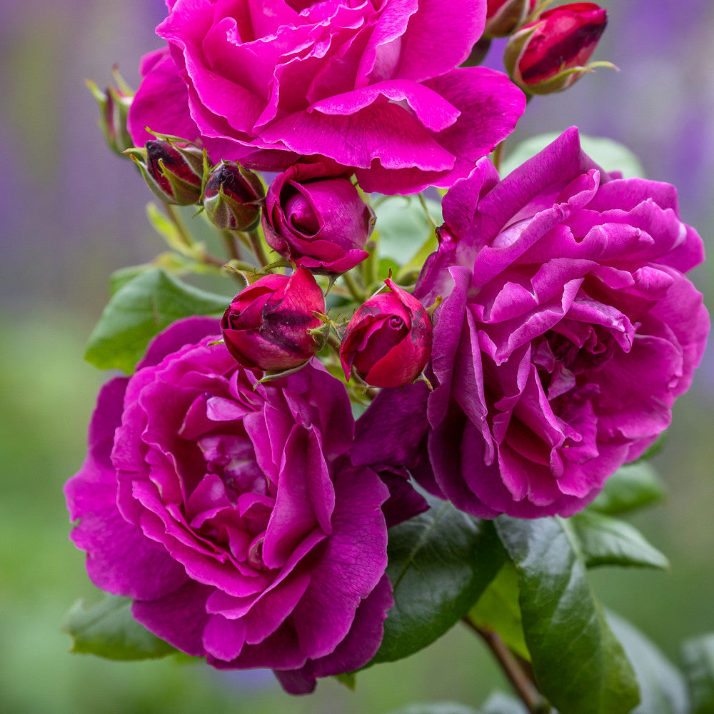 Rosa 'Heart's Delight' (Floribunda)