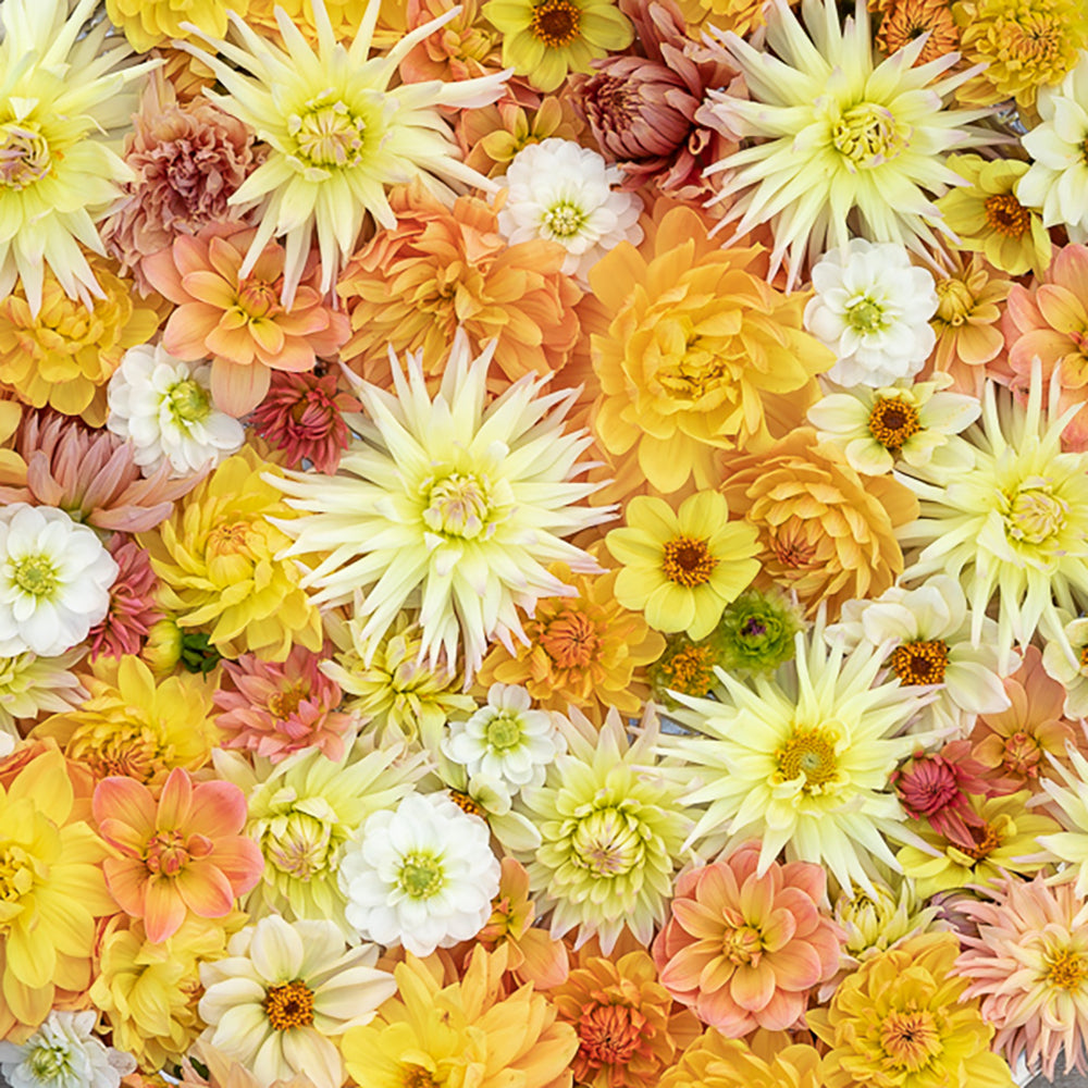 The Kaleidoscope Garden – Planting for Colour and Flowers Through Every Season with Sarah Raven at Rutland Nursery, Oakham