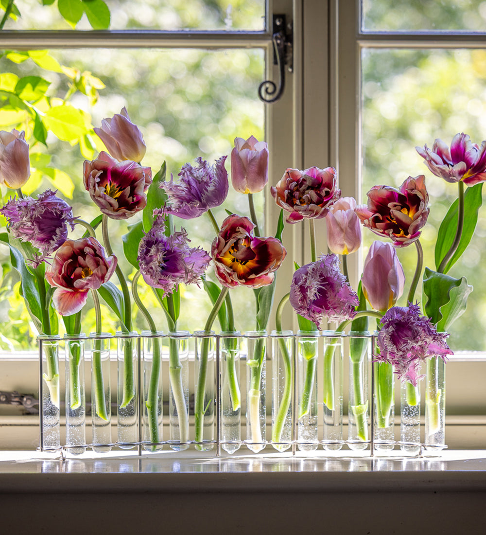 Indoor Firework Tulip Collection