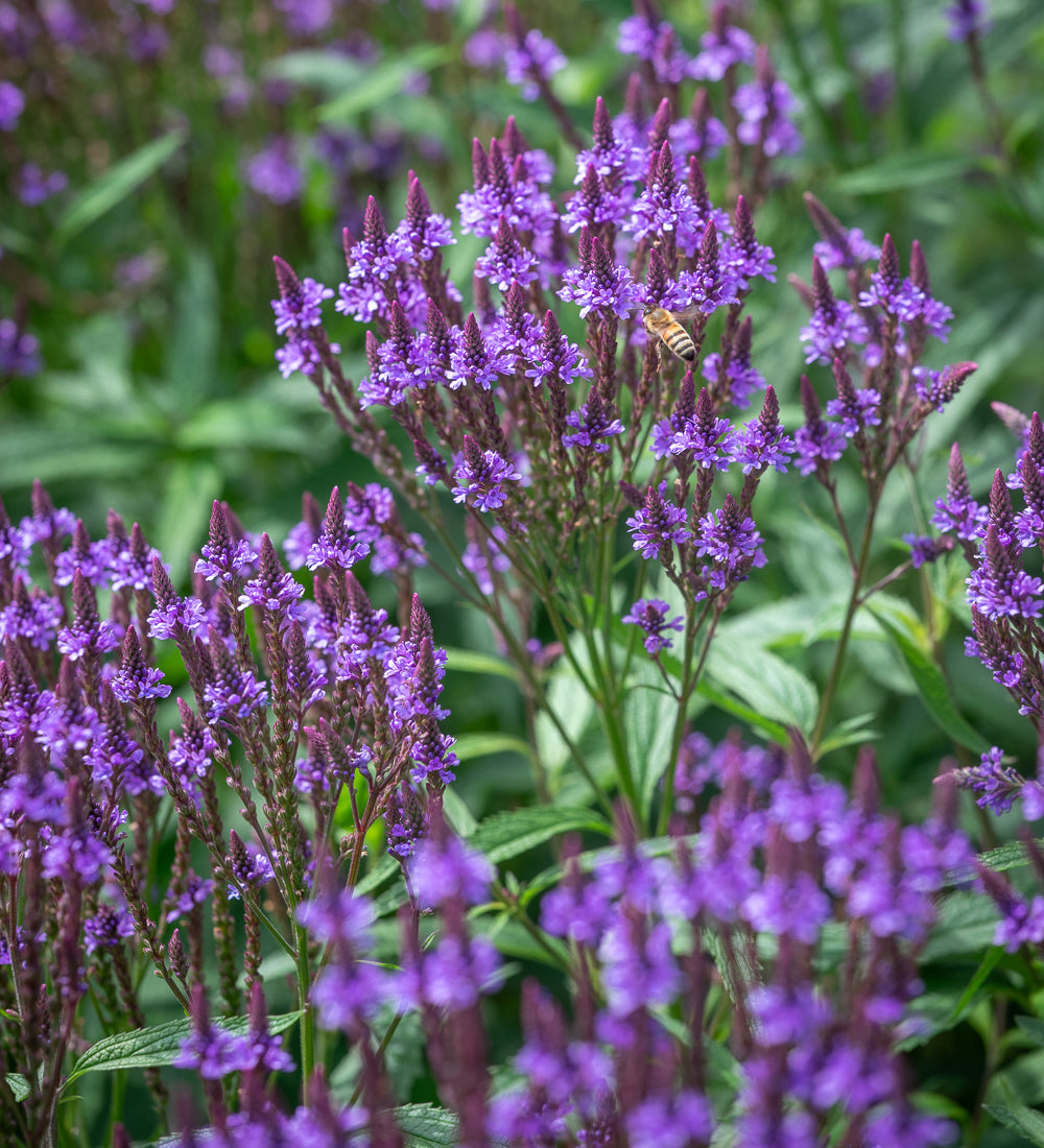 Verbena hastata 'Blue Spires'