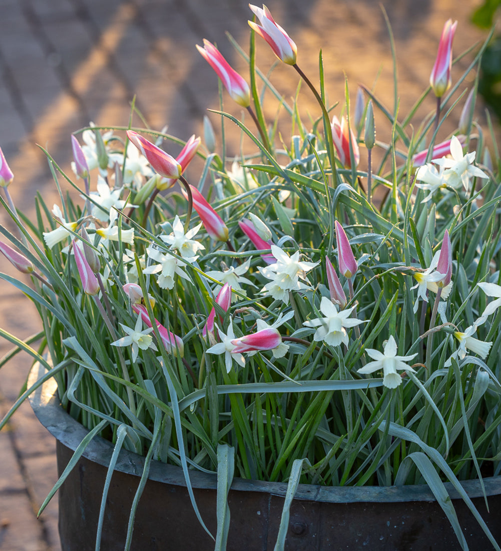 Dainty Bulb Lasagne Collection